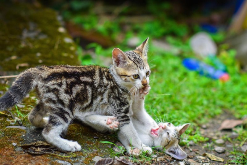 Stellen Sie Ihrer Katze eine andere erwachsene Katze oder ein Kätzchen vor 