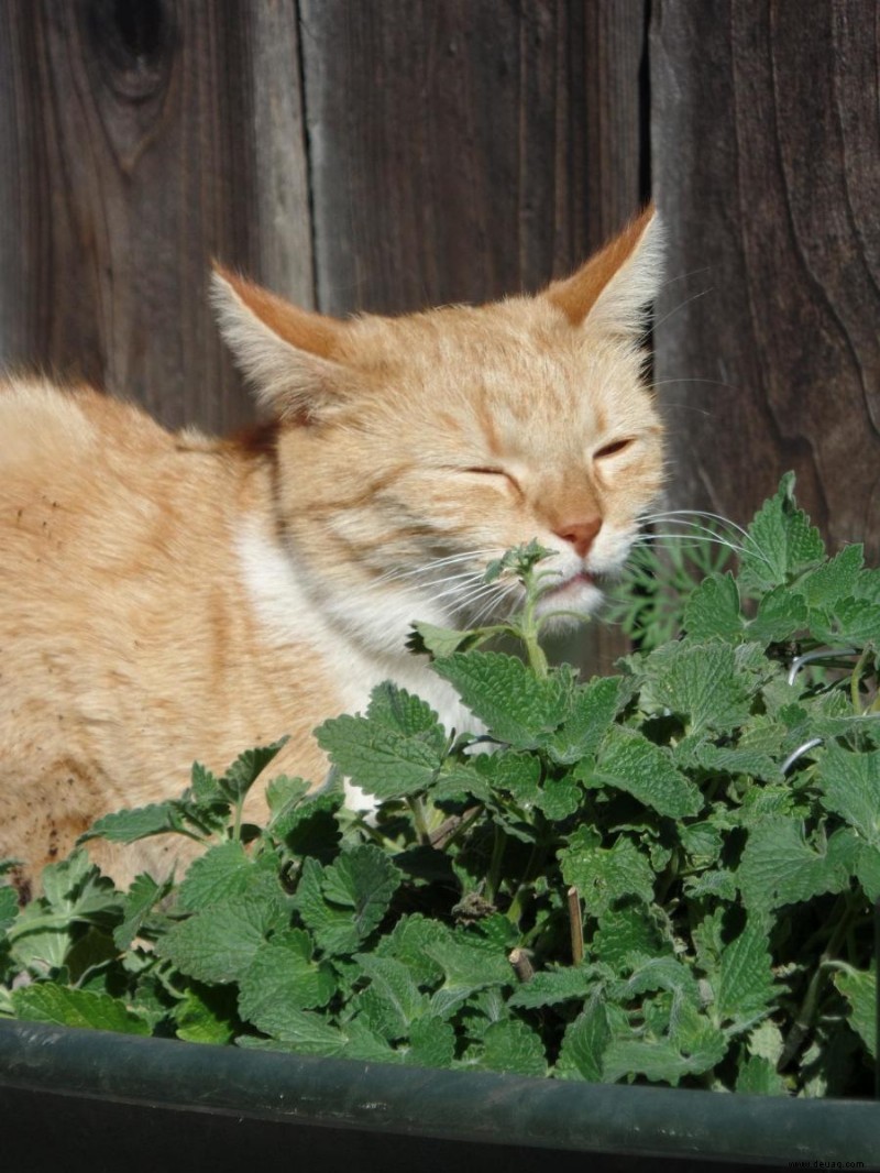 Ist Katzenminze gut für Katzen? 