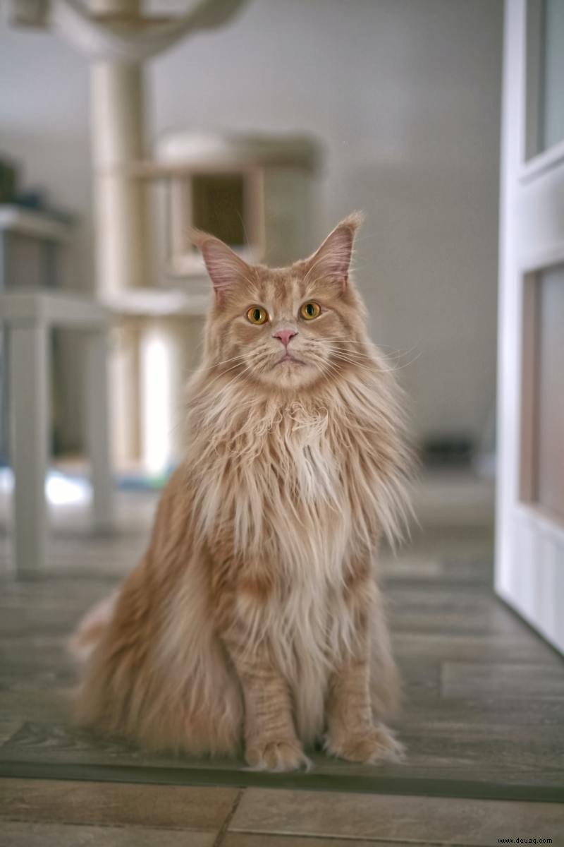 Alles über die Maine-Coon-Katze „The Gentle Giant“ 