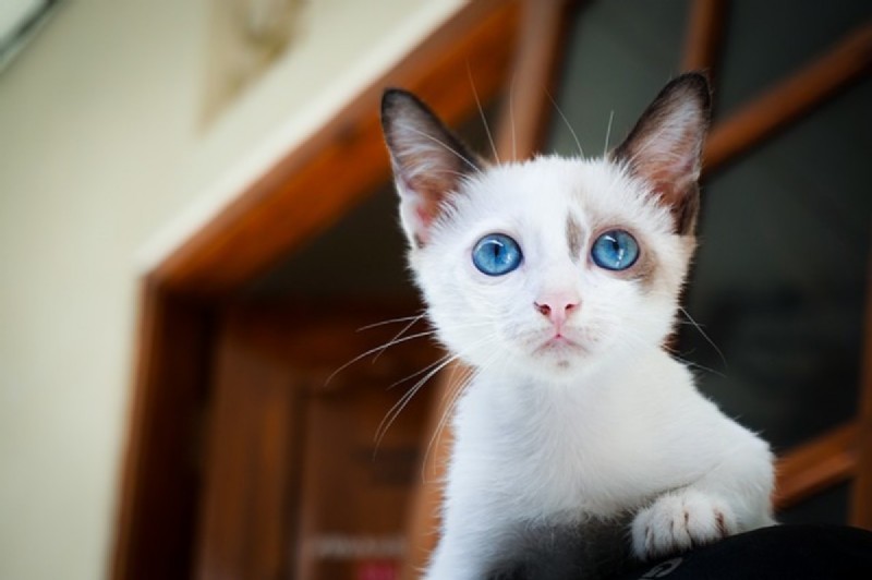 Katzen und Kinder:Können sie Freunde sein? 