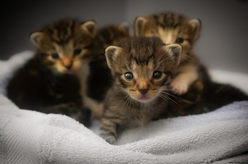 Katzen und Kinder:Können sie Freunde sein? 