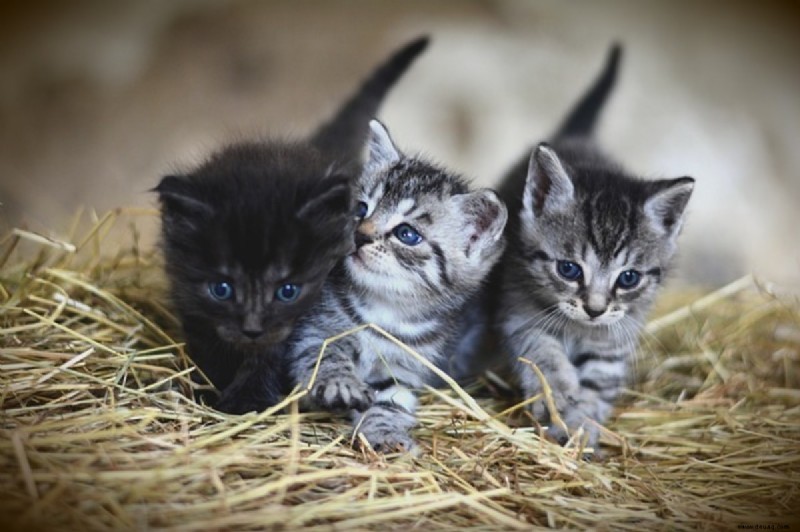 Katzen und Kinder:Können sie Freunde sein? 