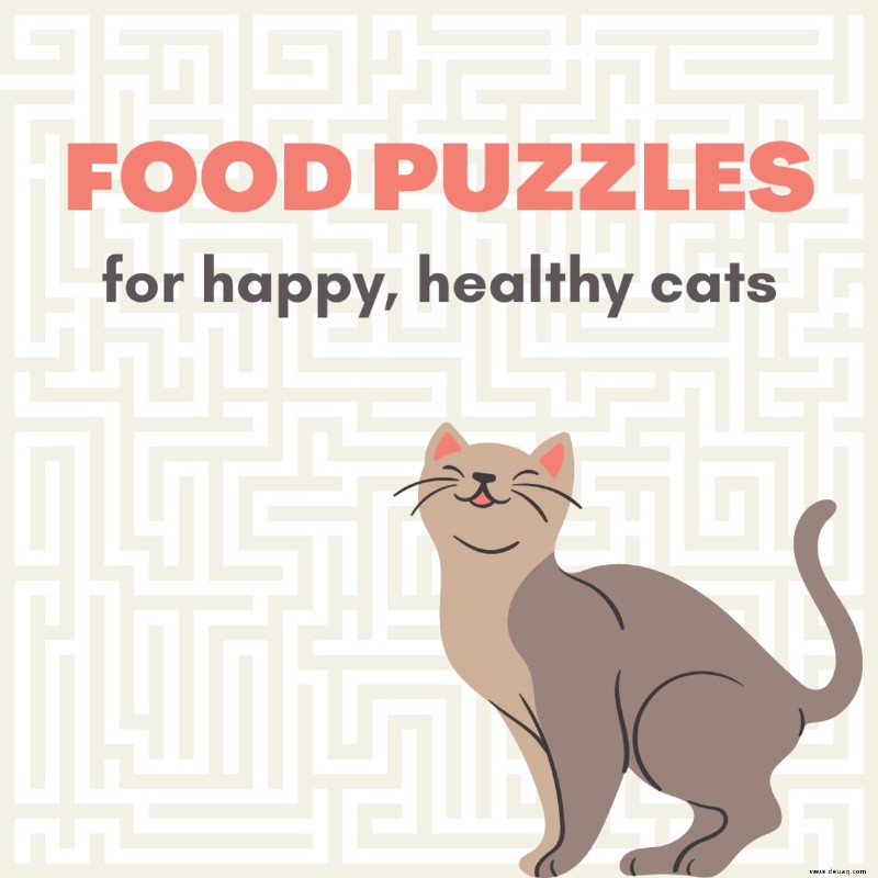 Die besten Futterrätsel für Katzen (und warum sie wichtig sind) 
