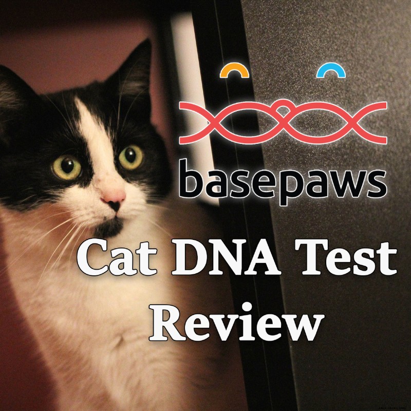 Basepaws Katzen-DNA-Testbericht 