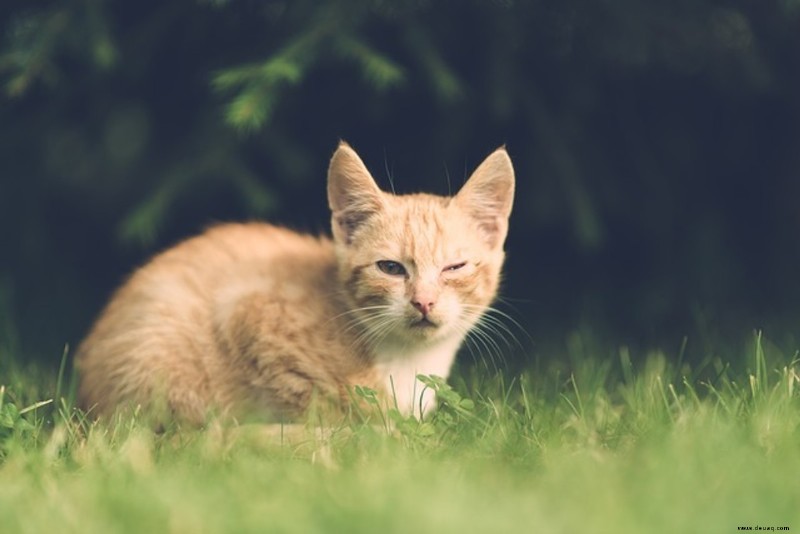 Zeichen, dass Ihre Katze Hilfe braucht 