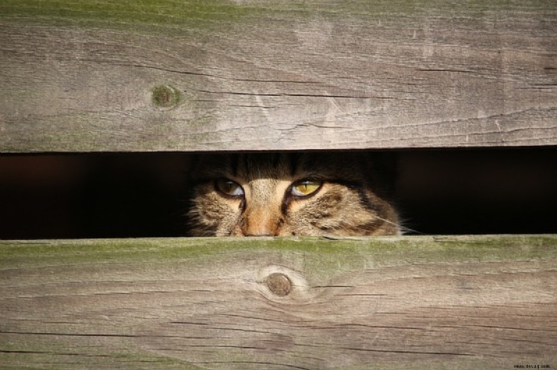 Zeichen, dass Ihre Katze Hilfe braucht 