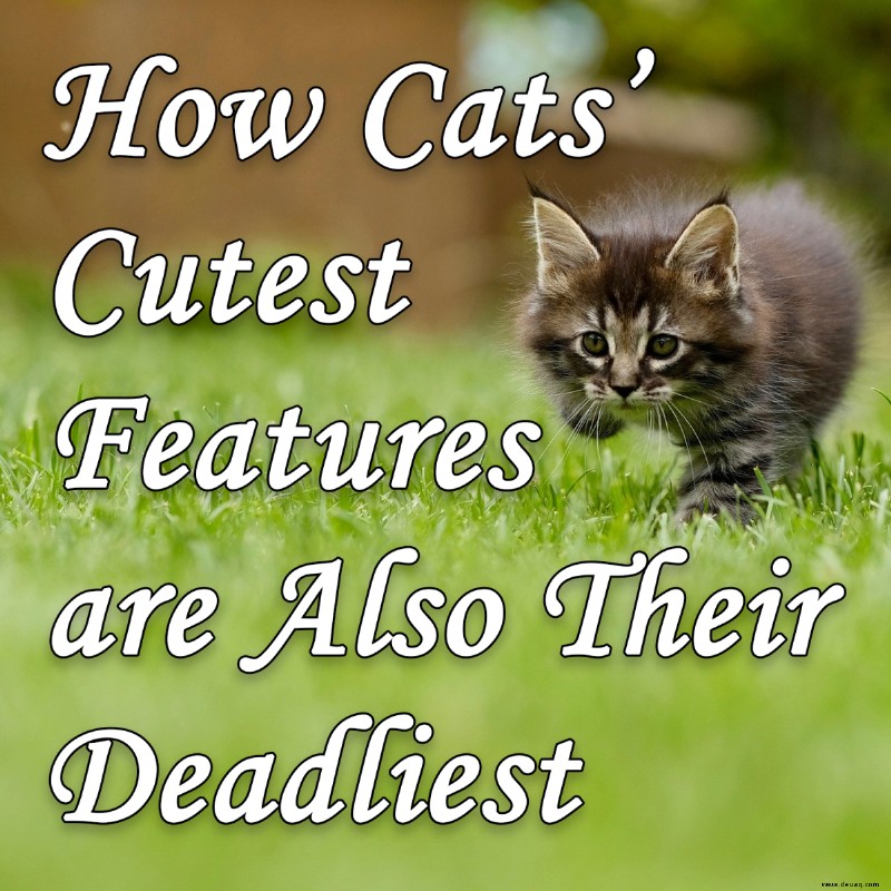 Wie die süßesten Eigenschaften von Katzen auch ihre tödlichsten sind 