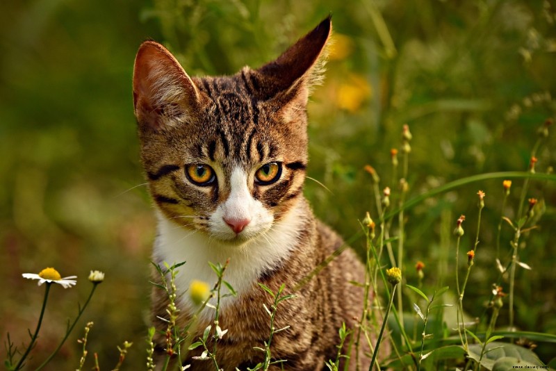 Wie die süßesten Eigenschaften von Katzen auch ihre tödlichsten sind 