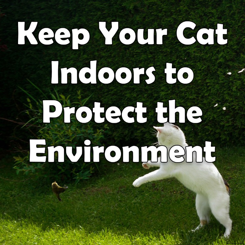 Halten Sie Ihre Katze drinnen, um die Umwelt zu schützen 