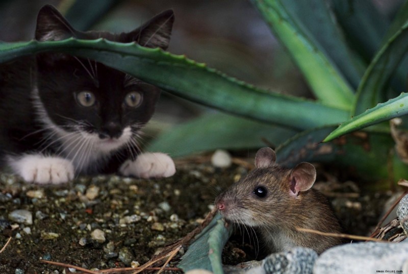 Halten Sie Ihre Katze drinnen, um die Umwelt zu schützen 