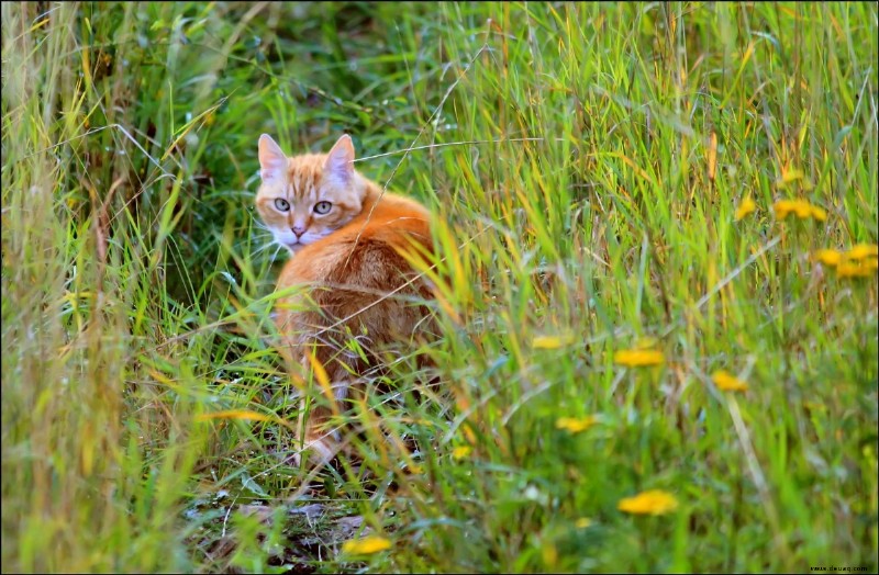 Halten Sie Ihre Katze drinnen, um die Umwelt zu schützen 