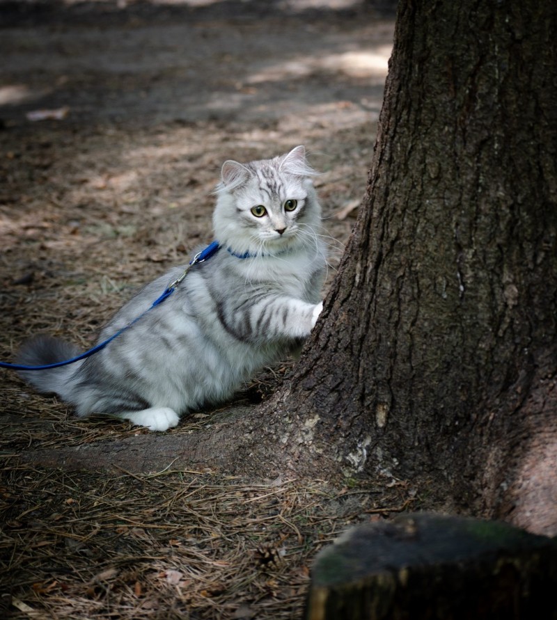 Halten Sie Ihre Katze drinnen, um die Umwelt zu schützen 