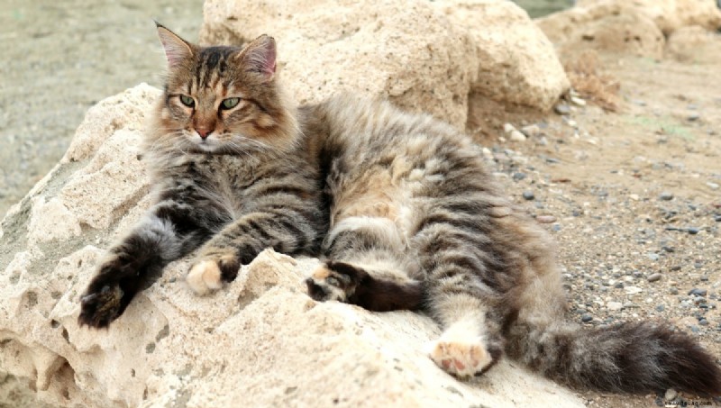 Halten Sie Ihre Katze drinnen, um die Umwelt zu schützen 