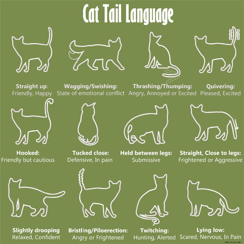 Diagramm und Bilder der Körpersprache von Katzen 