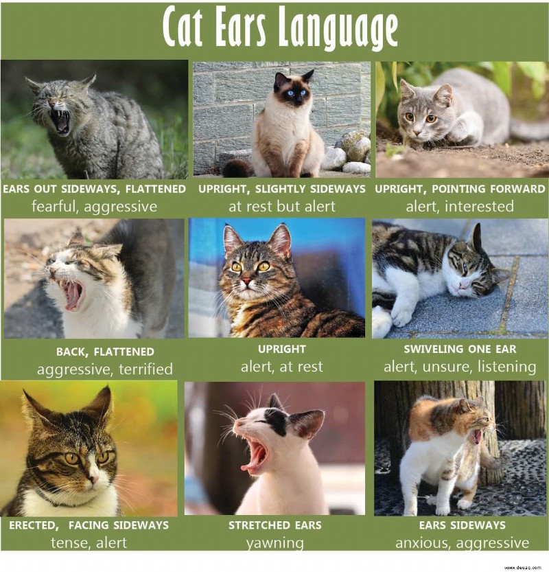 Diagramm und Bilder der Körpersprache von Katzen 