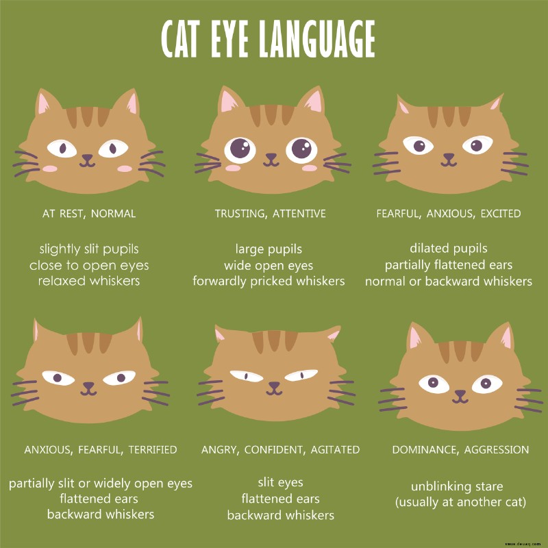 Diagramm und Bilder der Körpersprache von Katzen 