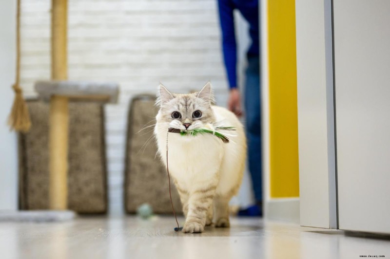 Sieben Tipps, um Ihre Katze glücklich zu machen 