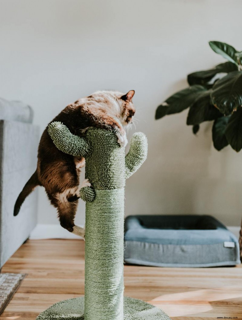 Sieben Tipps, um Ihre Katze glücklich zu machen 