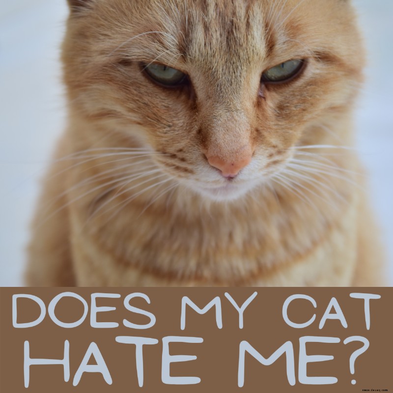 10 Zeichen, dass Ihre Katze Sie hasst 