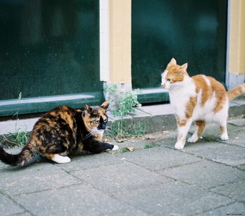 10 Zeichen, dass Ihre Katze Sie hasst 