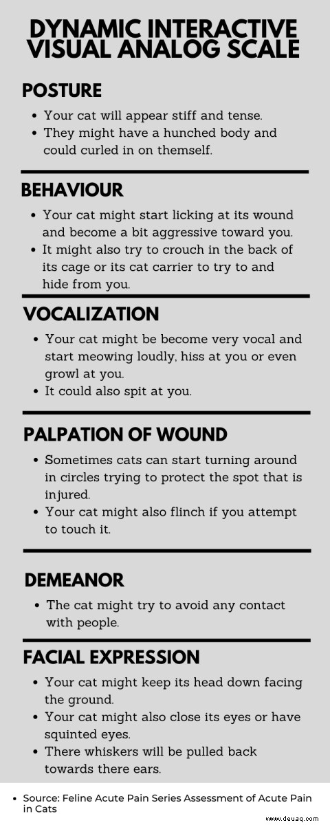 Arten von Schmerzskalen zur Beurteilung akuter Schmerzen bei Katzen 