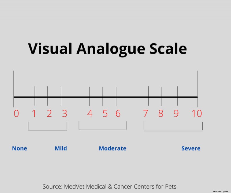 Arten von Schmerzskalen zur Beurteilung akuter Schmerzen bei Katzen 