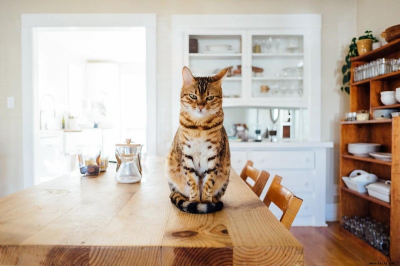 7 Haushaltsgegenstände, die für Ihre Katze gefährlich sind 