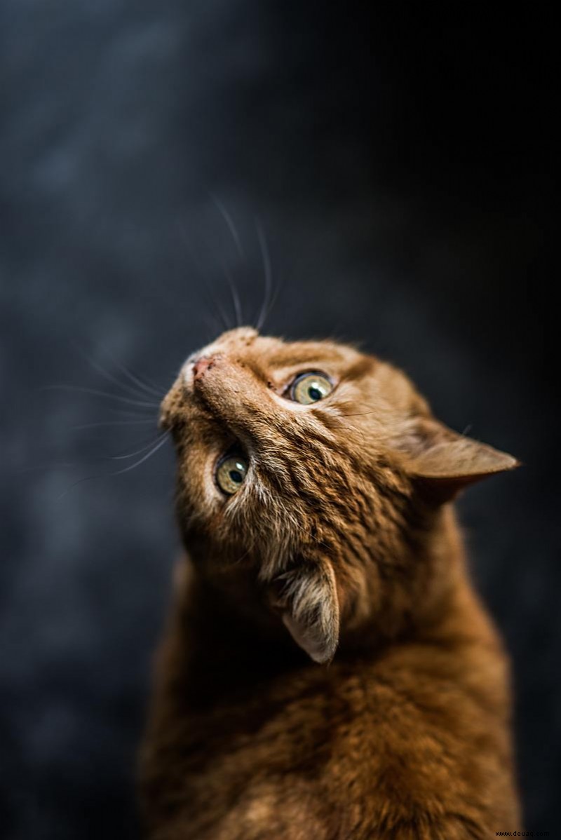 135 eindeutige Namen für Katzen mit orangefarbenen, goldenen oder bernsteinfarbenen Augen 
