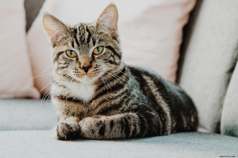 135 eindeutige Namen für Katzen mit orangefarbenen, goldenen oder bernsteinfarbenen Augen 