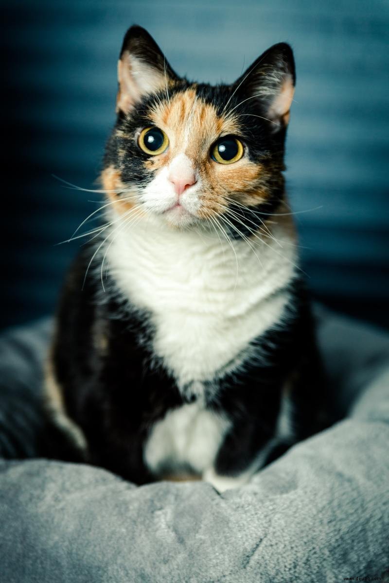 135 eindeutige Namen für Katzen mit orangefarbenen, goldenen oder bernsteinfarbenen Augen 