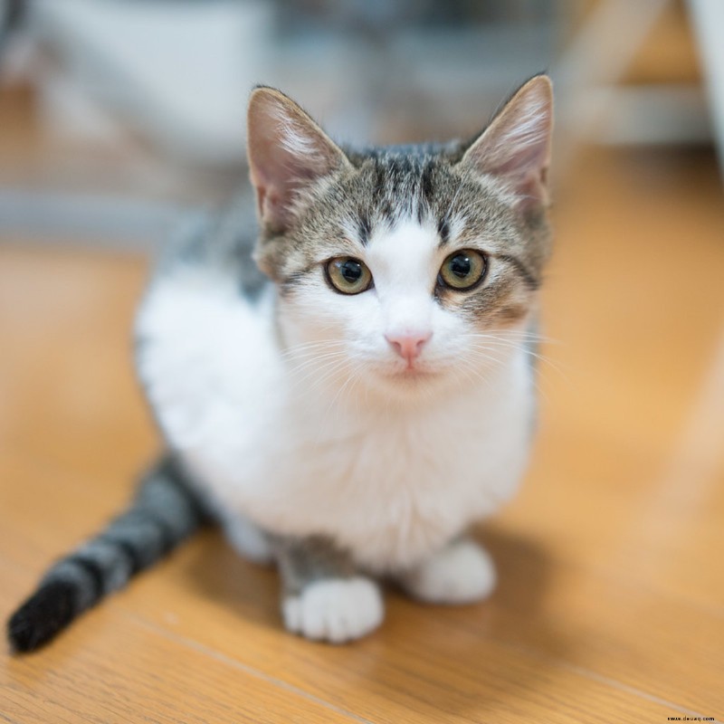 Über 400 süße Lebensmittelnamen für Katzen 