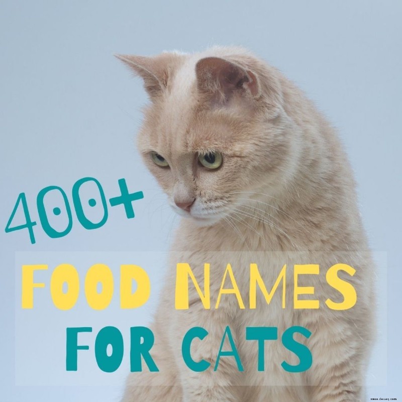 Über 400 süße Lebensmittelnamen für Katzen 