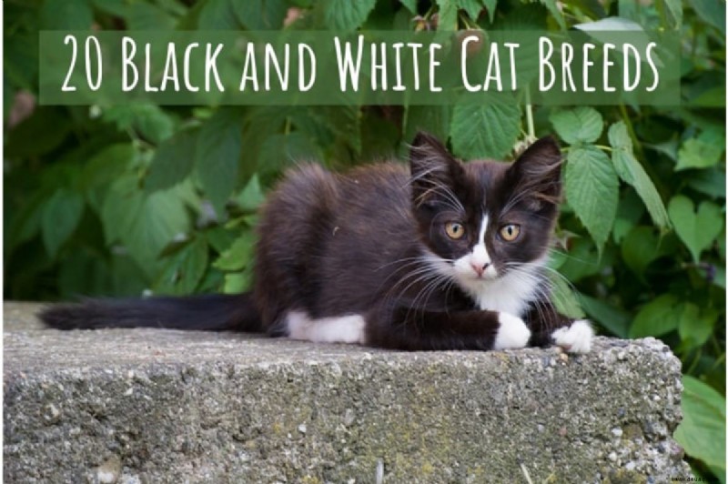 20 schwarze und weiße Katzenrassen 