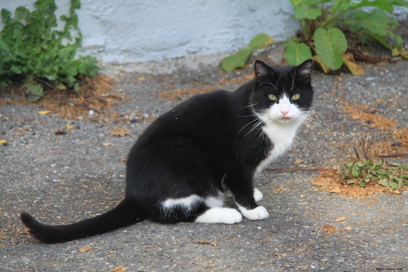 20 schwarze und weiße Katzenrassen 