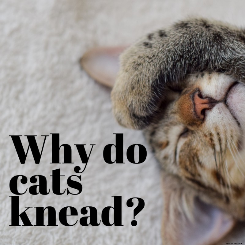 Warum kneten Katzen gerne? 