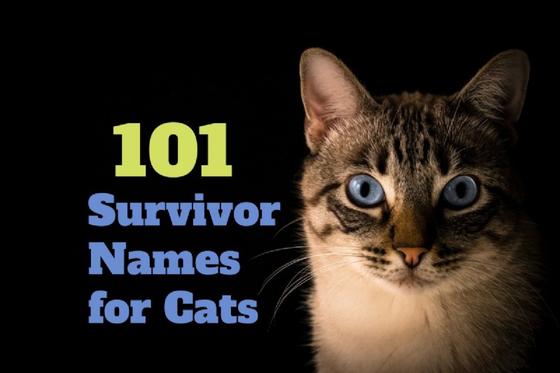 111 Überlebende Namen für Katzen 