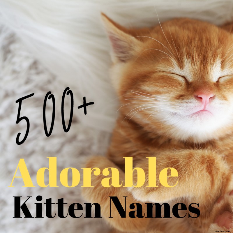 500 niedliche Kätzchennamen 