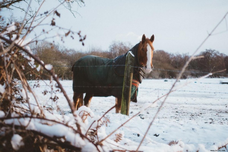 Wie man sich im Winter um Pferde kümmert:Pferde und kaltes Wetter 