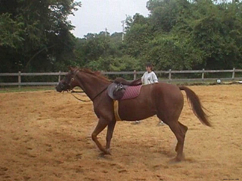 Longieren deines Pferdes vor dem Reiten 