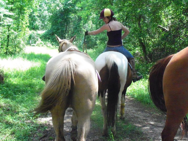 Longieren deines Pferdes vor dem Reiten 