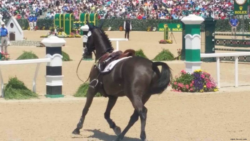 Longieren deines Pferdes vor dem Reiten 