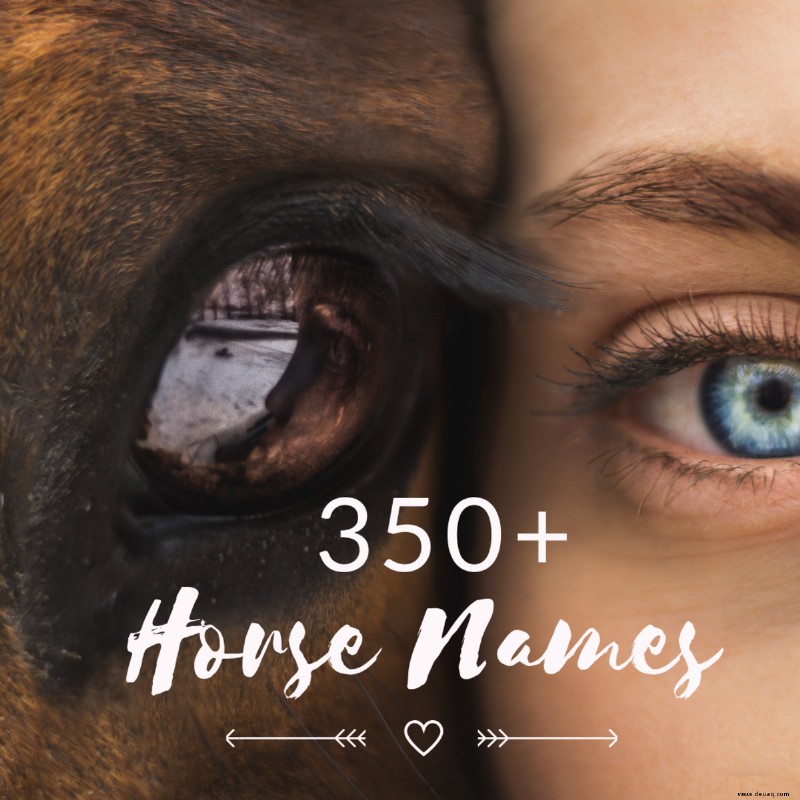 Über 350 perfekte Pony- und Pferdenamen für Reiter 