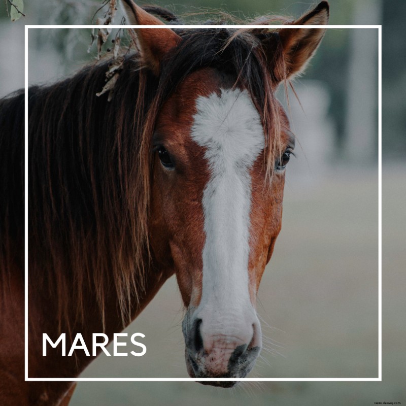 Über 350 perfekte Pony- und Pferdenamen für Reiter 