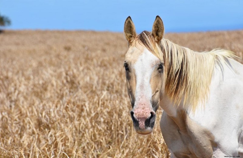 Ihr visueller Leitfaden für Gesichts- und Beinmarkierungen bei Pferden 
