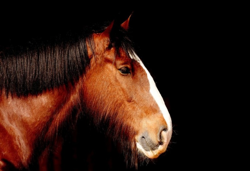 Ihr visueller Leitfaden für Gesichts- und Beinmarkierungen bei Pferden 