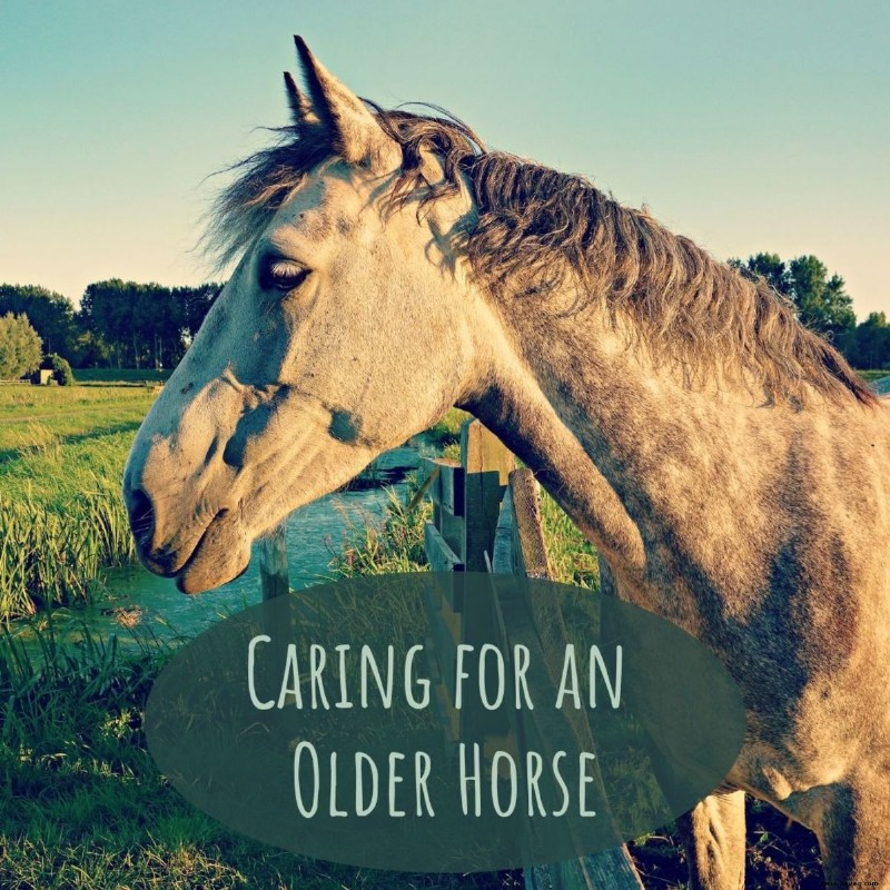 Wie man sich um alte Pferde kümmert:5 Strategien zur Pflege älterer Pferde 