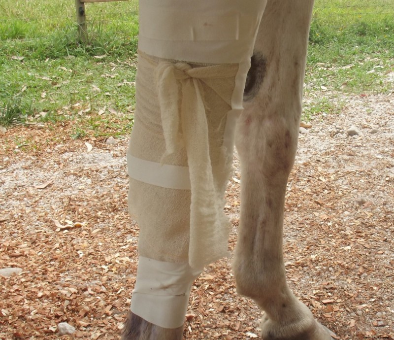 So behandeln Sie eine Beinwunde bei Ihrem Pferd, wenn kein Tierarzt verfügbar ist 