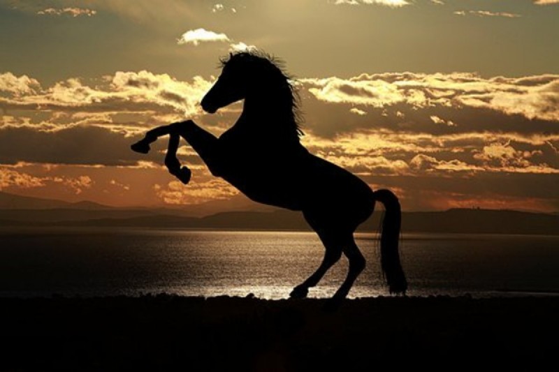 15 Namen für Pferde aus der chinesischen Mythologie 