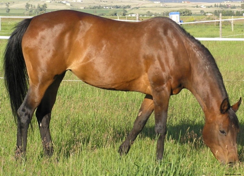 Eine Einführung in die Genetik der Fellfarbe von Pferden 