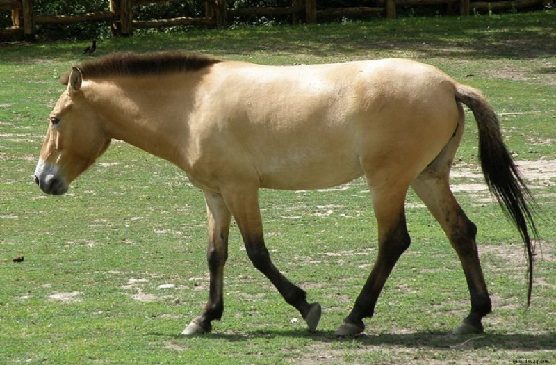 Eine Einführung in die Genetik der Fellfarbe von Pferden 